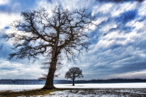 Samolepiaca fototapeta stromy v zime
