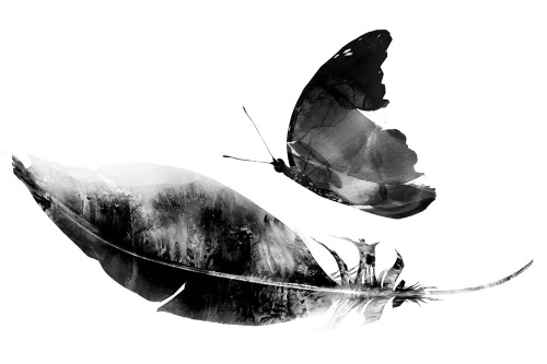 Tapeta pierko s motýľom v čiernobielom