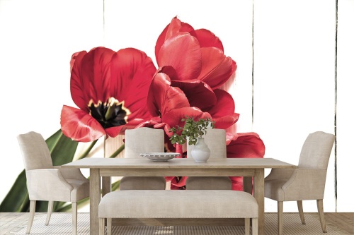 Samolepiaca fototapeta rozkvitnuté červené tulipány