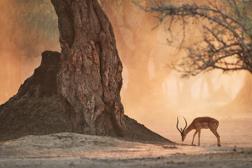 Samolepiaca fototapeta africká antilopa