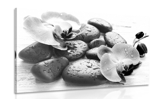 Obraz krásna súhra kameňov a orchidey v čiernobielom prevedení