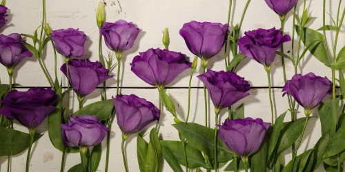 Obraz nádherné fialové kvety