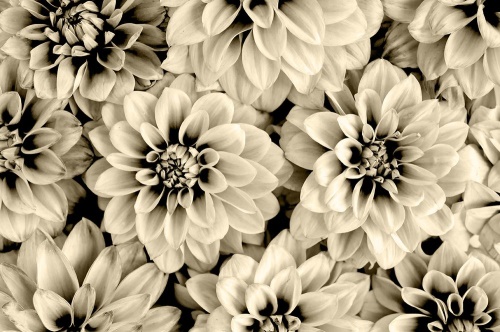Fototapeta kvety dálie v sépiovom prevedení