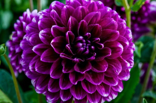 Samolepiaca fototapeta nádherný fialový kvet