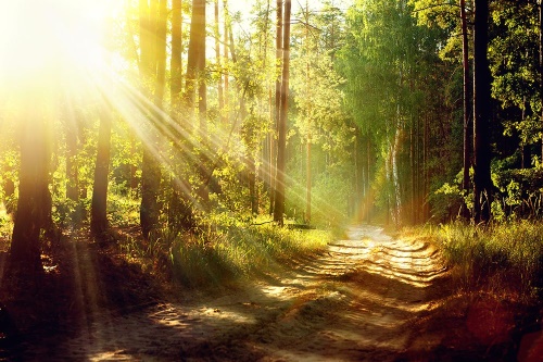 Samolepiaca fototapeta slnečné lúče v lese