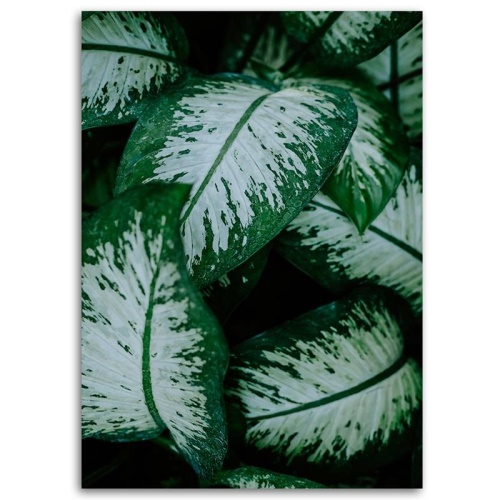 Obraz na plátně Zelené listy Přírodní rostlina