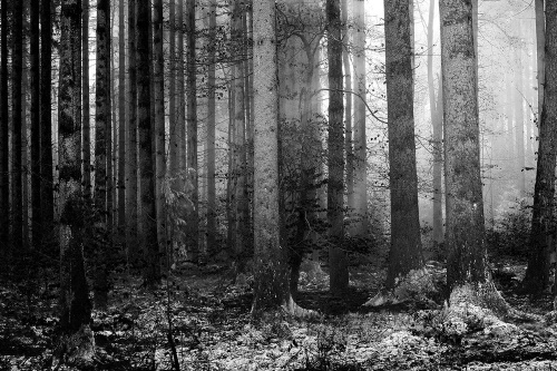 Samolepiaca fototapeta čiernobiele tajomstvo lesa