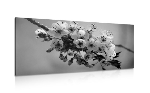 Obraz kvitnúci konárik čerešne v čiernobielom prevedení