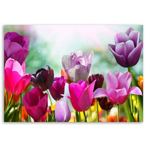 Obraz na plátně Tulipány Fialové květiny Příroda