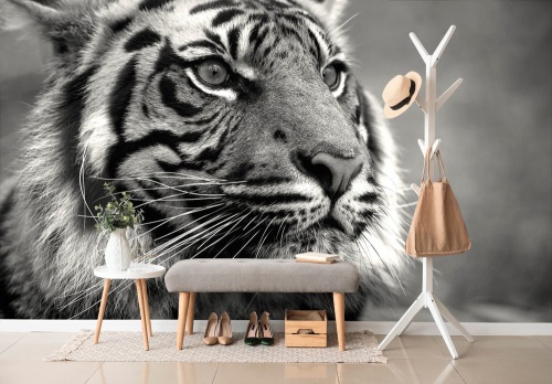 Samolepiaca fototapeta bengálsky čiernobiely tiger
