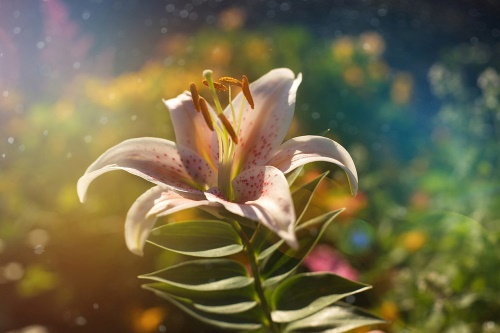 Samolepiaca tapeta nádherný kvet s retro nádychom