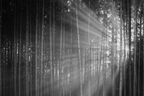 Samolepiaca fototapeta slnko za stromami v čiernobielom