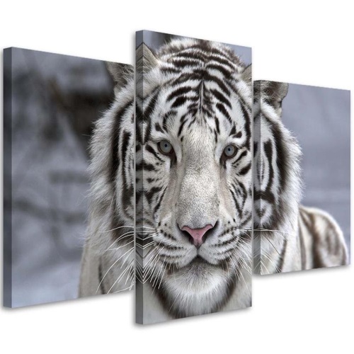 Obraz na plátně třídílný Tygr divoké zvíře černá bílá