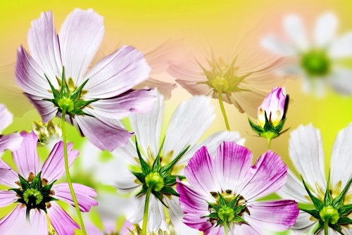 Obraz letné kvety