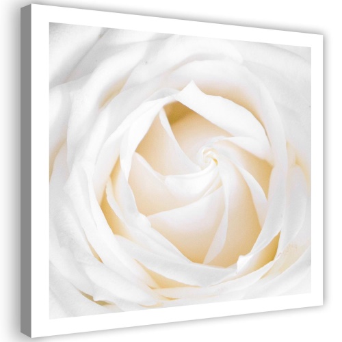 Obraz na plátně, Jemná bílá růže