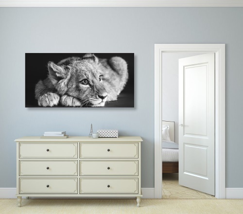 Obraz mláďa leva v čiernobielom prevedení