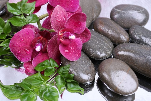 Obraz kvitnúca orchidea a wellness kamene