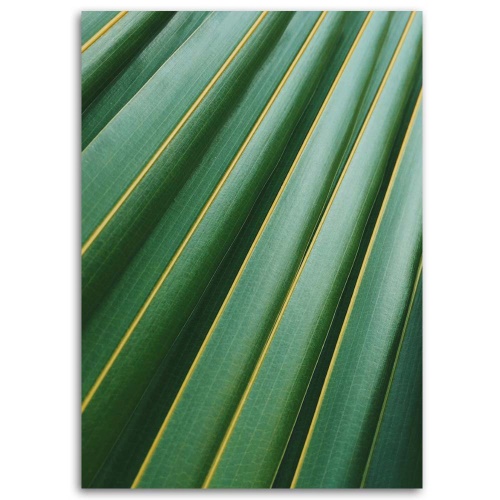 Obraz na plátně Přírodní rostlina Palm Leaf
