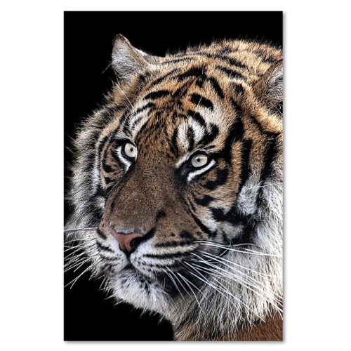 Obraz na plátně Tygr ve volné přírodě
