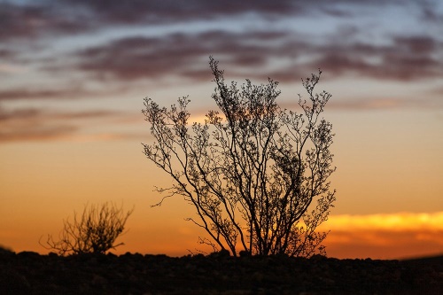 Fototapeta konáriky v západe slnka