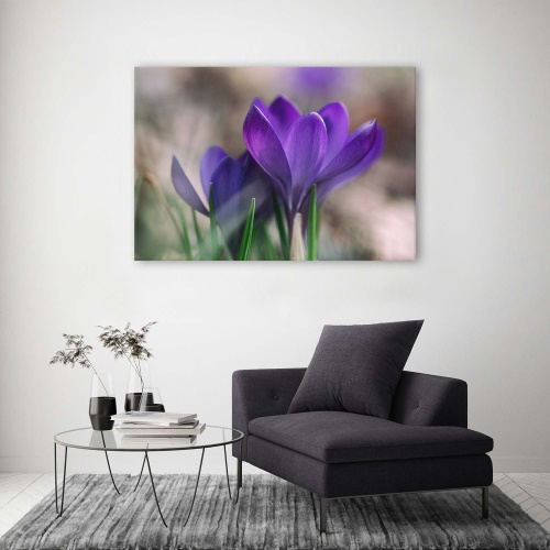 Obraz na plátně Květy krokusů Příroda