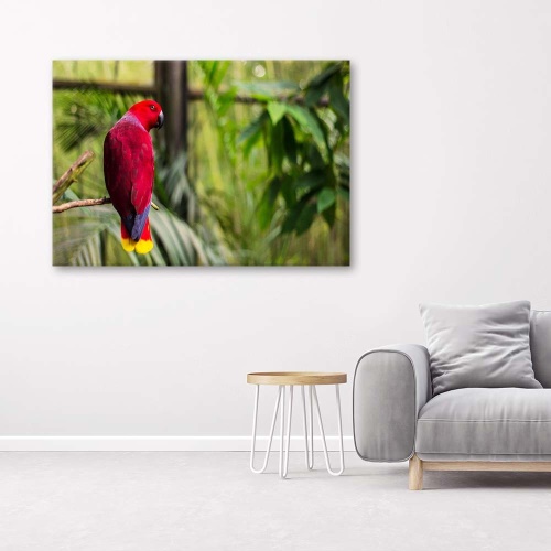 Obraz na plátně Papoušek ráj Ptáci Příroda