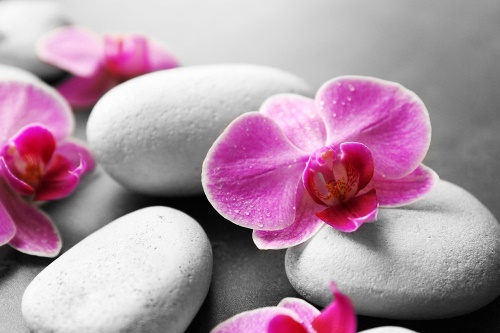 Samolepiaca fototapeta kvety orchidey na kameňoch