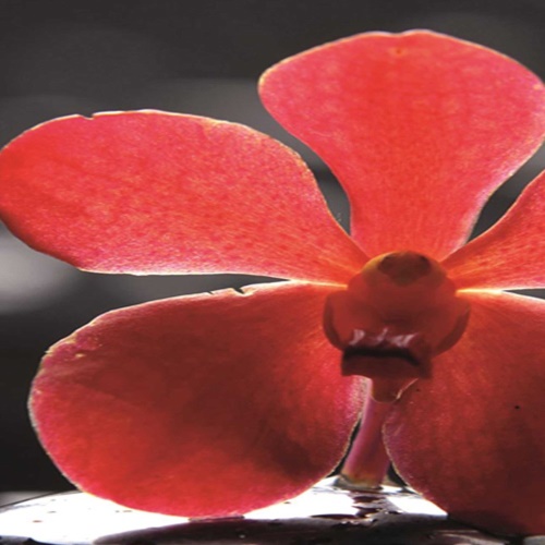 Ozdobný paraván Kamenná orchidej