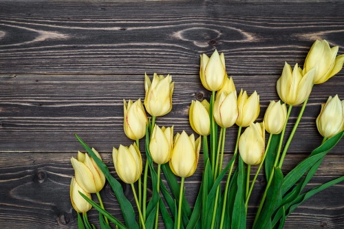Samolepiaca fototapeta žlté tulipány na drevenom podklade