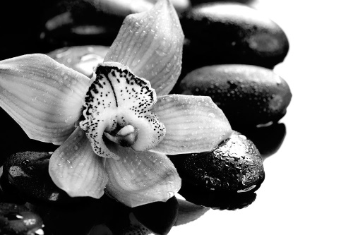 Samolepiaca fototapeta čiernobiela exotická orchidea