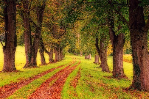 Samolepiaca fototapeta chodník jesenným lesom