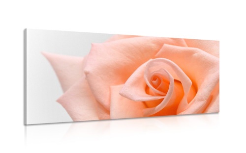 Obraz broskyňová ruža