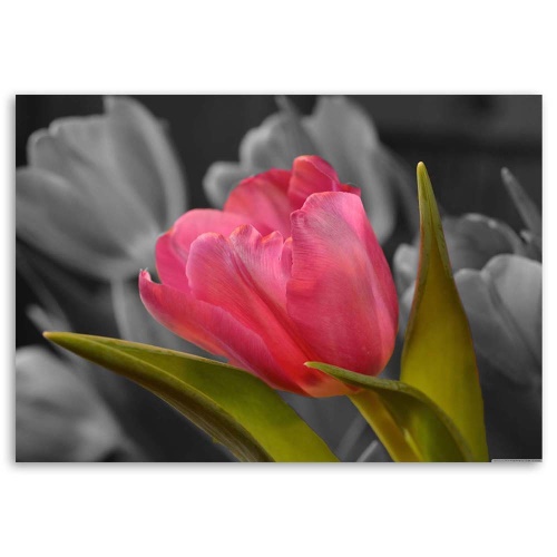 Obraz na plátně Červené tulipány Květy Příroda