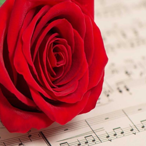 Ozdobný paraván Červená růže květ hudby
