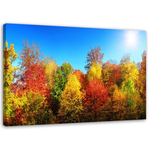 Obraz na plátně Barevná lesní podzimní krajina