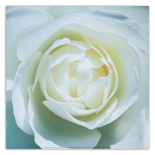 Obraz na plátně Bílá růže Květina Příroda