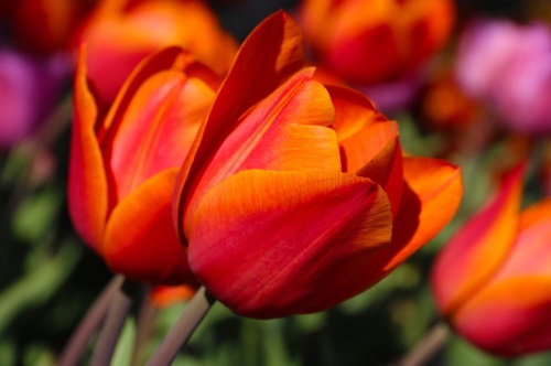 Samolepiaca fototapeta nádherné tulipány na lúke