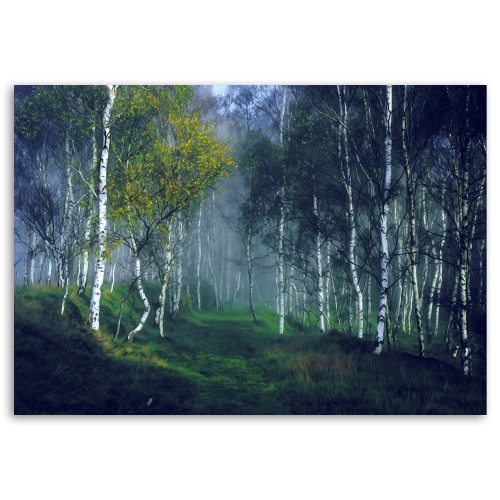 Obraz na plátně Březový les v mlze Krajina