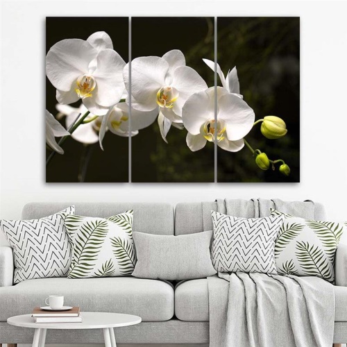 Obraz na plátně třídílný Bílá orchidej Květina