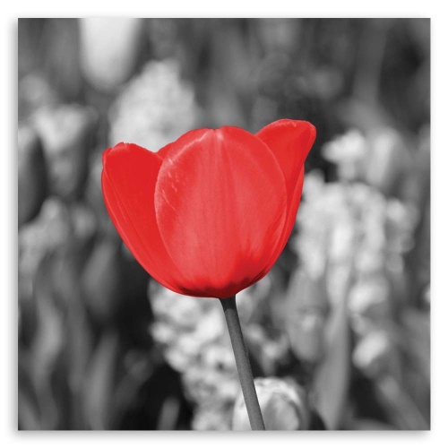Obraz na plátně Moderní červené tulipány kvetou na louce