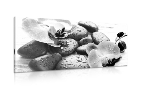 Obraz kúzelná súhra kameňov a orchidey v čiernobielom prevedení
