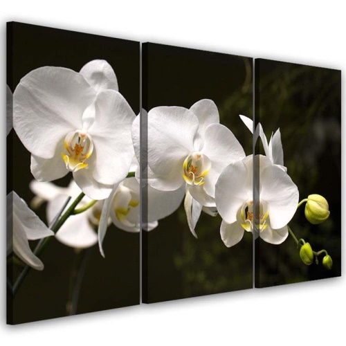 Obraz na plátně třídílný Bílá orchidej Květina