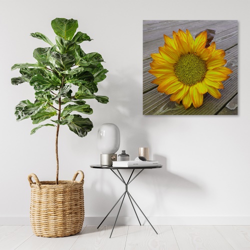 Obraz na plátně, Žlutá slunečnice