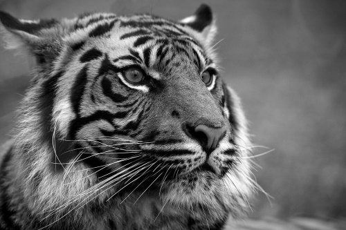 Samolepiaca fototapeta bengálsky čiernobiely tiger