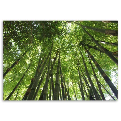 Obraz na plátně Bambusový les Natur