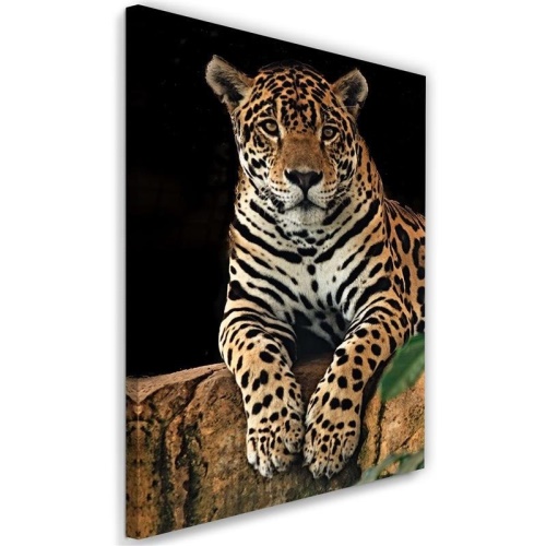 Obraz na plátně, Leopardí zvířata Příroda