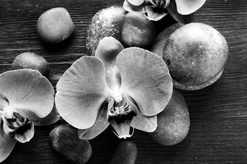 Samolepiaca fototapeta čiernobiela orchidea a kamene