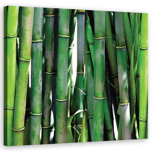 Obraz na plátně, Zelený bambus