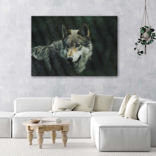 Obraz na plátně Vlk Příroda Zvířata