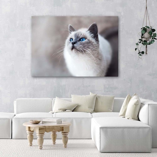 Obraz na plátně Kočka Zvířata Příroda